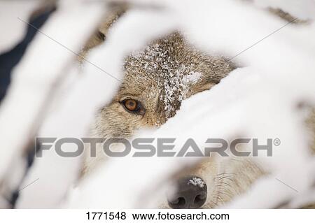 Stock Photo - Wolf. Fotosearch