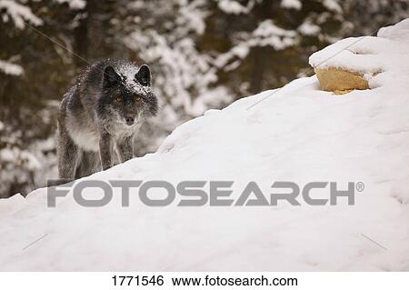 Wolf View Large Photo Image Stock Photograph - Wolf. Fotosearch