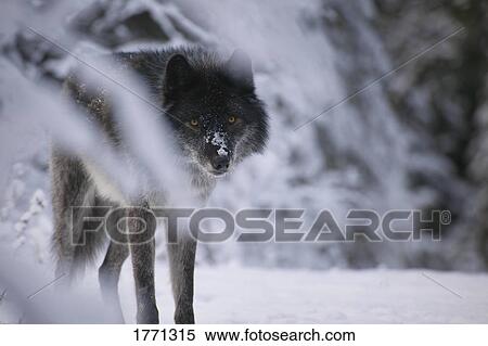 Wolf View Large Photo Image Stock Photography - Wolf. Fotosearch
