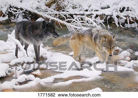 Stock Image - Wolves crossing a river. Fotosearch