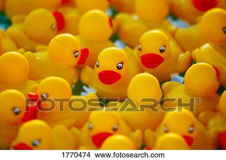 Picture - Yellow rubber ducks. Fotosearch