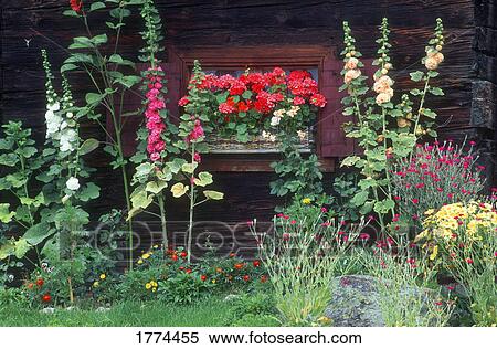 Stock Photography - A cottage garden. Fotosearch