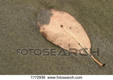 A fallen leaf View Large Photo Image Stock Photograph - A fallen leaf. Fotosearch