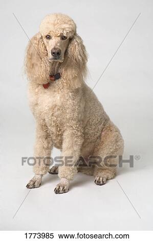 Apricot coloured poodle View Large Photo Image Stock Photography - Apricot coloured poodle. Fotosearch