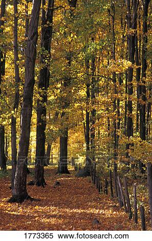 Autumn trees View Large Photo Image Stock Photography - Autumn trees. Fotosearch