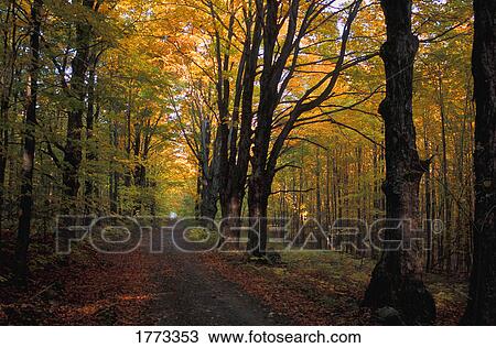 Autumn woodland View Large Photo Image Stock Image - Autumn woodland. Fotosearch