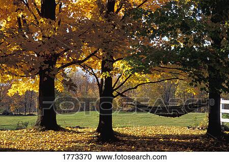 Autumnal scene View Large Photo Image Stock Image - Autumnal scene. Fotosearch