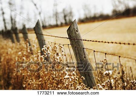 Barbed wire fence and poles View Large Photo Image Stock Image - Barbed wire fence and poles. Fotosearch