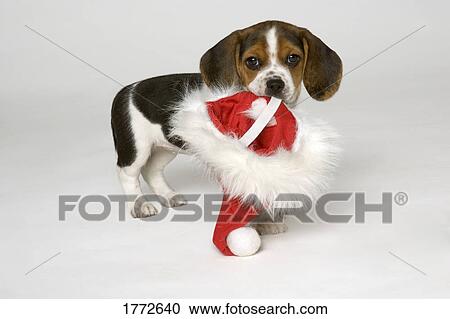 Beagle puppy View Large Photo Image Stock Image - Beagle puppy. Fotosearch