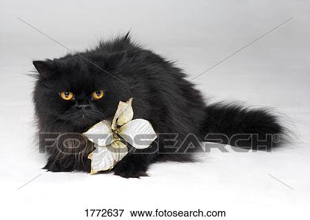 Stock Photo - Black Persian cat. Fotosearch