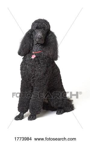 Black poodle View Large Photo Image Picture - Black poodle. Fotosearch