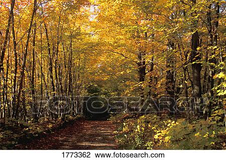 Changing trees View Large Photo Image Stock Image - Changing trees. Fotosearch