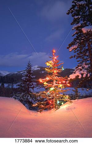 Christmas tree at night View Large Photo Image Picture - Christmas tree at night. Fotosearch