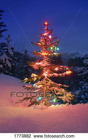 Christmas tree at night View Large Photo Image Stock Image - Christmas tree at night. Fotosearch