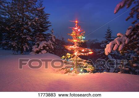 Christmas tree at night View Large Photo Image Stock Image - Christmas tree at night. Fotosearch