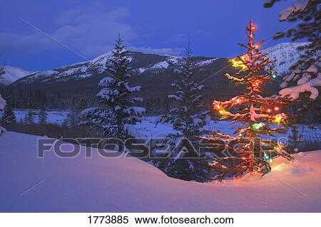 Christmas tree at night View Large Photo Image Stock Photography - Christmas tree at night. Fotosearch