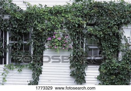 Climbing plant View Large Photo Image Stock Photo - Climbing plant. Fotosearch