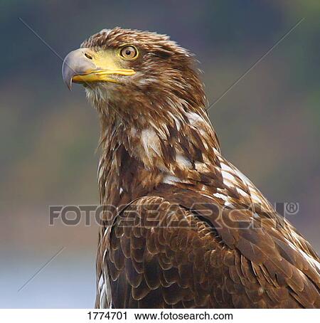 Close up of a bald eagle View Large Photo Image Stock Image - Close up of a bald eagle. Fotosearch