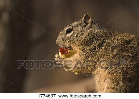 Stock Photo - Close up of a squirrel. Fotosearch