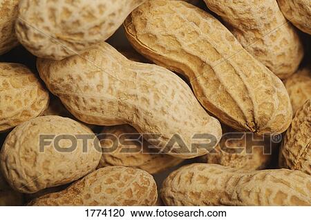 Stock Image - Close up of peanuts in their shell. Fotosearch