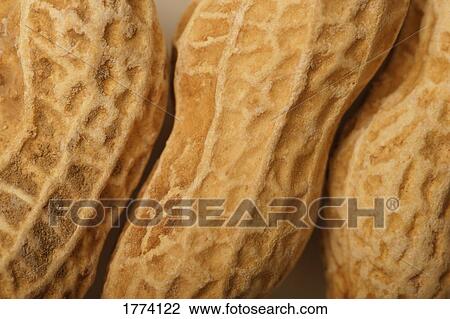 Close up of peanuts in their shells View Large Photo Image Stock Image - Close up of peanuts in their shells. Fotosearch