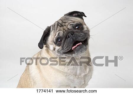 Close up of pug dog View Large Photo Image Stock Image - Close up of pug dog. Fotosearch