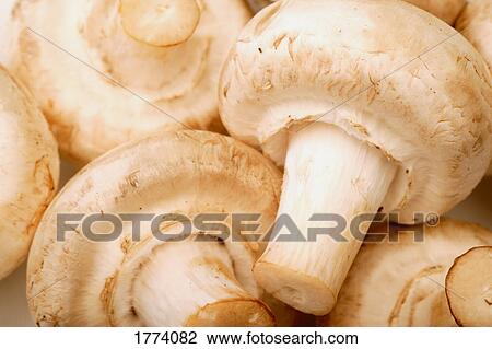 Close up of white mushrooms View Large Photo Image Stock Image - Close up of white mushrooms. Fotosearch