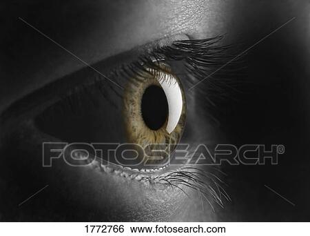 Coloured iris View Large Photo Image Stock Photograph - Coloured iris. Fotosearch