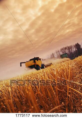 Combine harvester at work View Large Photo Image Stock Photo - Combine harvester at work. Fotosearch