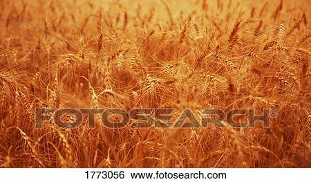 Stock Photograph - crop of wheat. Fotosearch
