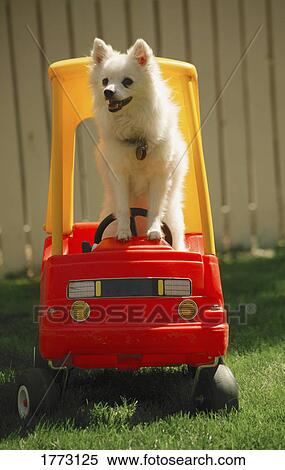 Cute dog driving a car View Large Photo Image Stock Photography - Cute dog driving a car. Fotosearch