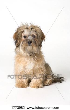 Cute miniature terrier View Large Photo Image Stock Image - Cute miniature terrier. Fotosearch