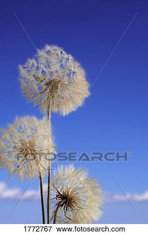 Dandelion seed heads View Large Photo Image Stock Photo - Dandelion seed heads. Fotosearch