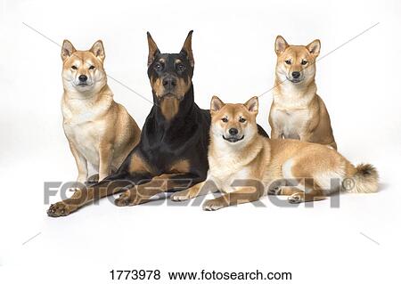 Doberman Pinscher and friends View Large Photo Image Stock Photo - Doberman Pinscher and friends. Fotosearch
