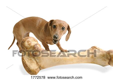 Stock Photo - Dog looking at large bone. Fotosearch