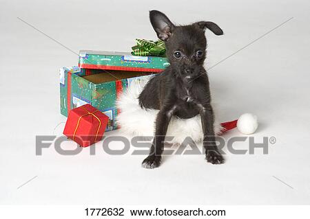 Doggy Christmas present View Large Photo Image Stock Image - Doggy Christmas present. Fotosearch