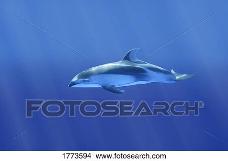 Picture - Dolphin. Fotosearch