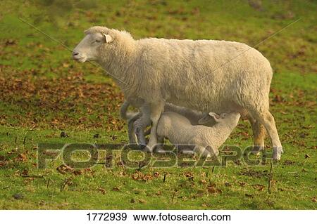Ewe and lamb View Large Photo Image Stock Photo - Ewe and lamb. Fotosearch
