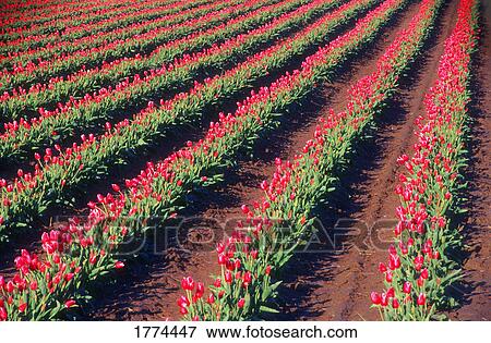 Stock Photo - Field of red tulips. Fotosearch