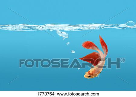 Picture - Fighting fish in water. Fotosearch
