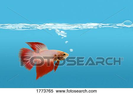 Fighting fish under water View Large Photo Image Stock Photography - Fighting fish under water. Fotosearch