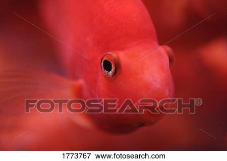 Fish View Large Photo Image Stock Photo - Fish. Fotosearch