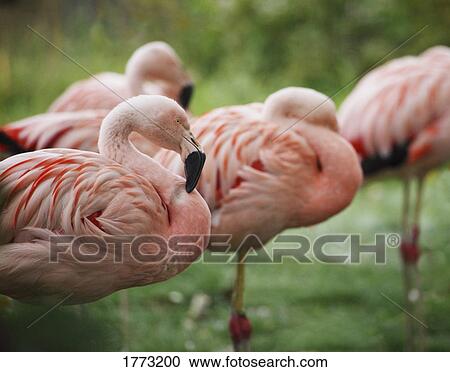 Stock Image - Flamingo flock. Fotosearch