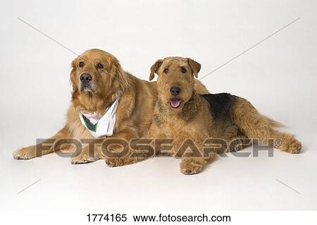 Golden Retriever and Airedale Terrier dogs View Large Photo Image Stock Photography - Golden Retriever and Airedale Terrier dogs. Fotosearch