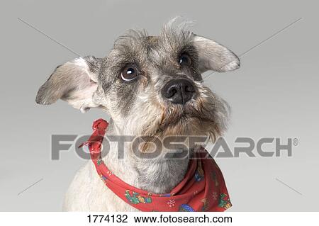 Stock Image - Gray terrier with expressive face. Fotosearch