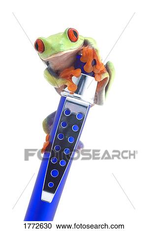 Green frog perched on pen View Large Photo Image Stock Image - Green frog perched on pen. Fotosearch
