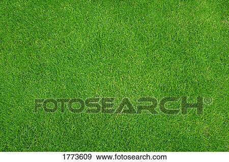 Green grass View Large Photo Image Stock Photo - Green grass. Fotosearch