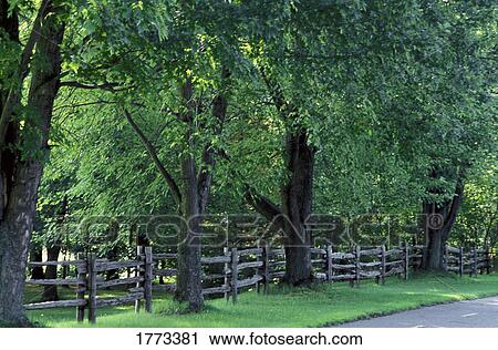 Group of mature trees View Large Photo Image Stock Image - Group of mature trees. Fotosearch