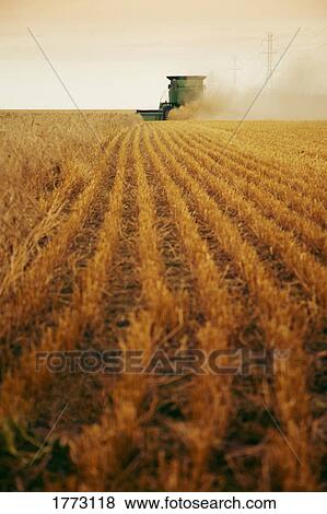 Harvest time View Large Photo Image Stock Photo - Harvest time. Fotosearch
