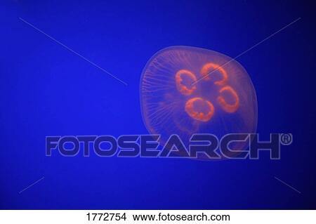 Picture - Jellyfish. Fotosearch